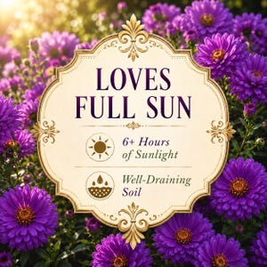 Purple Gem Marigold care guide showing full sunlight and well-draining soil requirements.