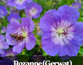 25 semi di geranio Rozanne, resistenti fioriture perenni viola-blu / pianta da giardino a lunga fioritura