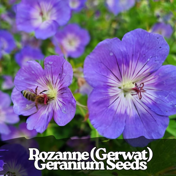 25 Rozanne Geranium Seeds Hardy Violet-blue Perennial Blooms |  Long-flowering Garden Plant - Etsy