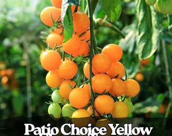 100 Patio Choice Yellow Cherry Tomato Seeds – Heirloom, Non-GMO