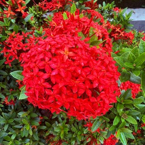 Red Ixora Flower 10 Seeds: Tropical Blooms for Exotic Gardens