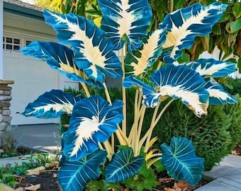 100 semillas de caladio blanco azulado, planta tropical de hoja grande, decoración de patio y jardín, ornamental rara