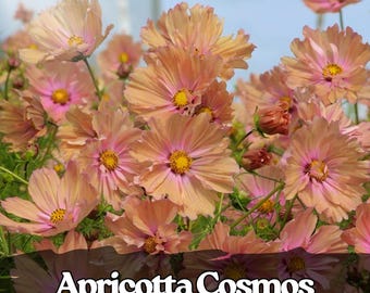 200 semi di Cosmos albicocca, fiori unici color rosa pesca / pianta annuale facile da coltivare come fiore reciso da giardino