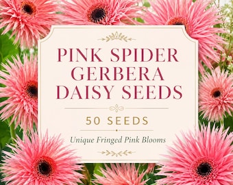 Pink Spider Gerbera Daisy Seeds, Unique Fringed Blooms, Container Cut Flower Garden