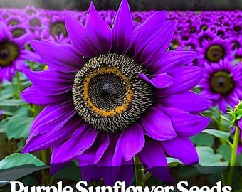 50 Purple Sunflower Seeds | Heirloom Non-GMO Variety