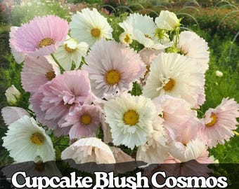 200 semi di Cosmos Cupcake Blush, petali arricciati unici, Cottage Garden, fiore reciso annuale/amico degli impollinatori