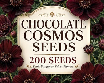 Chocolate Cosmos Seeds, Dark Burgundy Velvet Flowers, Chocolate-Scented Garden Blooms, 200 Seeds