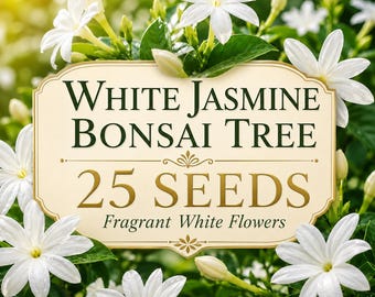 Semillas de jazmín blanco para bonsái, planta de flores fragantes, 25 semillas
