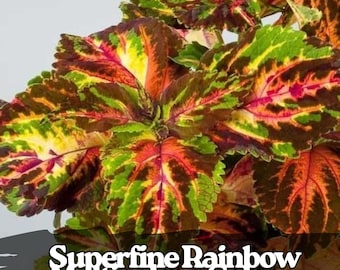 25 Superfine Rainbow Coleus Seeds: Vibrant Multicolour Foliage