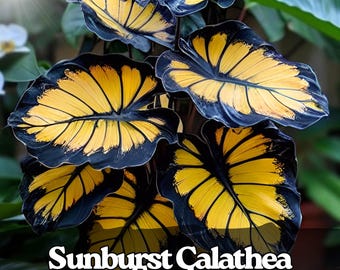 25 semi di Calathea Sunburst: pianta dal fogliame esotico
