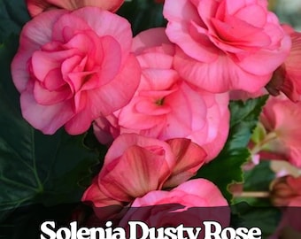 25 semi di Begonia Solenia Dusty Rose, compatta, fiorita, da ombra, per giardino o vasi