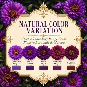 Color variation guide showing Purple Gem Marigold blooms ranging from plum and burgundy to maroon tones.
