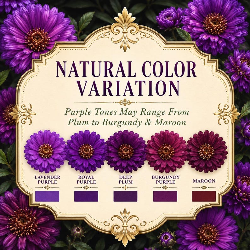 Color variation guide showing Purple Gem Marigold blooms ranging from plum and burgundy to maroon tones.