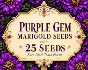 Purple Gem Marigold Seeds, Rare Violet-Toned Blooms, Compact Annual Flowers (25 Seeds)