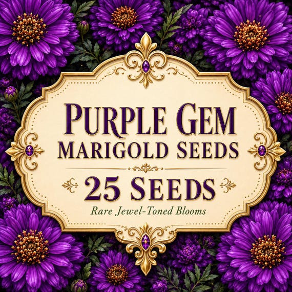 Purple Gem Marigold Seeds, Rare Violet-Toned Blooms, Compact Annual Flowers (25 Seeds)