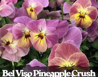 200 semi di viola del pensiero Bel Viso Pineapple Crush: viola gialla e arancione