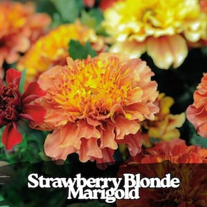 May include: Close-up of vibrant marigold flowers in shades of orange and yellow. The petals are layered and textured, with a bright yellow center. The text "Strawberry Blonde Marigold" is displayed at the bottom of the image.