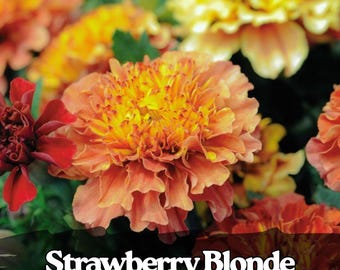25 Sementes de Calêndula Morango Loiro com Flores Únicas em Tons de Rosa e Amarelo para Bordaduras e Vasos de Jardim