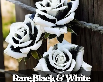 20 seltene schwarz-weiße Rosensamen | Non-GMO Erbstück | Einzigartige Bicolor Rosen | Elegante Gartenblumen