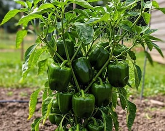 100 semi di peperone verde dolce gigante Emerald, varietà antica, semi di Capsicum annuum di grandi dimensioni per l'orto.