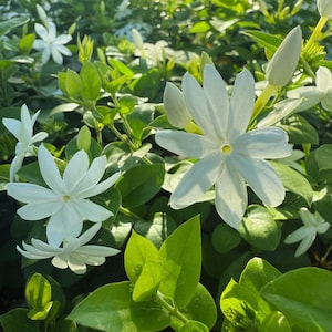 White Jasmine Bonsai Tree 25 Seeds: Fragrant Blooms, Indoor/Outdoor Plant