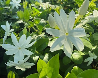 Bonsai di gelsomino bianco 25 semi: fiori profumati, pianta da interno/esterno