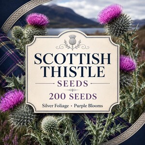 Scottish Thistle Seeds, Purple Blooms, Silver Foliage, Biennial Pollinator Flower