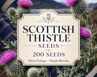 Scottish Thistle Seeds, Purple Blooms, Silver Foliage, Biennial Pollinator Flower