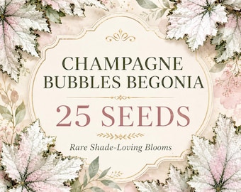 Champagne Bubbles Begonia Seeds, Rare Shade-Loving Pastel Blooms (25 Seeds)