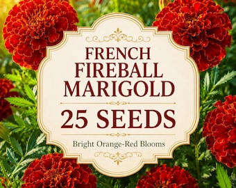 French Fireball Marigold Seeds, Bright Orange-Red Blooms, Heirloom Annual Garden Flowers (25 Seeds)