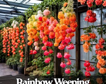 25 semi di begonia piangente arcobaleno: pianta da cesto appeso