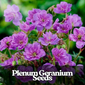 Könnte beinhalten: Nahaufnahme von leuchtend violetten Plenum-Geranienblüten in voller Blüte. Das Bild zeigt mehrere Blüten mit zarten Blütenblättern und grünen Stielen. Der Text "Plenum Geranium Seeds" ist unten zu sehen.