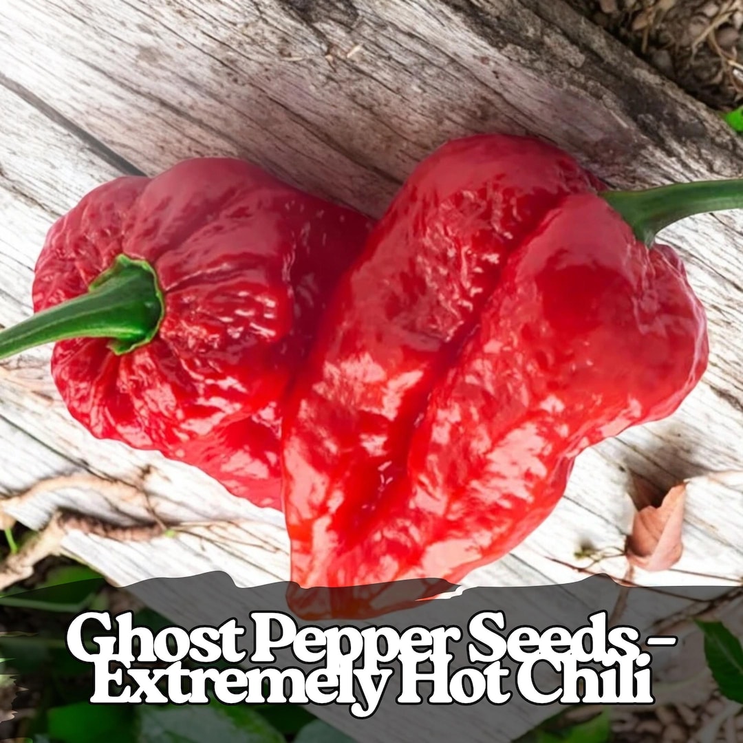 50 Ghost Pepper Seeds – Bhut Jolokia, Extremely Hot Chili - Etsy