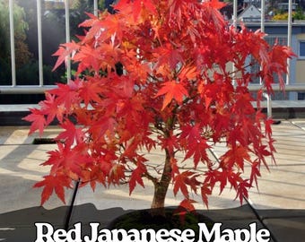 25 semi di acero rosso giapponese – Acer palmatum atropurpureum – semi di alberi ornamentali per bonsai e giardino