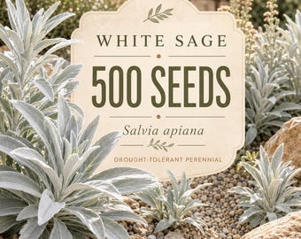 500 White Sage Seeds, Salvia Apiana, Organic Drought Tolerant Herb Garden