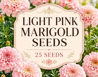 Light Pink Marigold Seeds, Cottage Garden Annual, Container Friendly Blooms