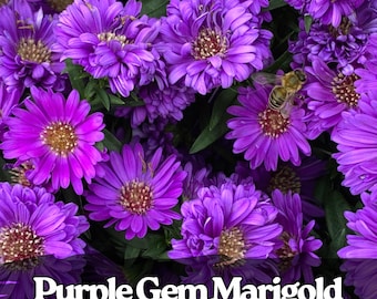 25 semi di tagete viola gemma, rari fiori di tagete viola per aiuole e vasi