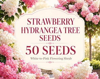 Strawberry Hydrangea Tree Seeds, Pink White Panicle Flowering Shrub, Seed-Grown Selection, 50 Seeds
