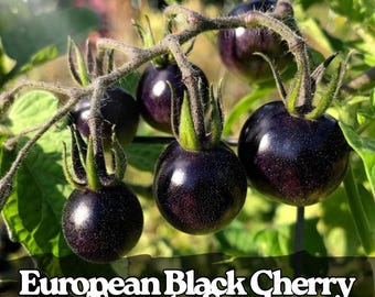 100 European Black Cherry Tomato Seeds – Heirloom Non-GMO Variety – Sweet, Juicy Garden Favorite