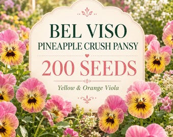 Bel Viso Pineapple Crush Pansy Seeds | Yellow Orange Viola Flowers (200 Seeds)