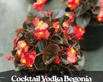 Blooms625 ベゴニア ルージュ バリエガタ ベゴニア ベゴニアの種子 30
