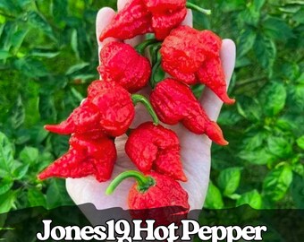 May include: A close-up of several bright red, wrinkled hot peppers with green stems. The peppers are held in a person's hand against a background of green leaves. The text "Jones19 Hot Pepper Seeds" is at the bottom.