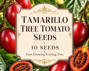 Tamarillo Tree Tomato Seeds, Solanum betaceum, Fast-Growing Container Fruit (10 Seeds)