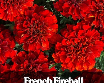 25 French Fireball Marigold Seeds: Bright Orange-Red Blooms