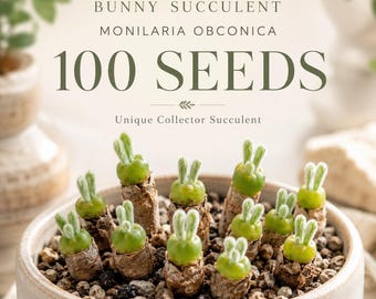 100 Monilaria Obconica Seeds | Rare Bunny Succulent, Rabbit Ear Plant