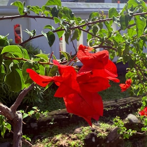 Red Bougainvillea Seeds: Spectabilis Climbing Vine, Tropical Blooms (20 Seeds)