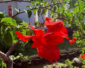Red Bougainvillea Seeds: Spectabilis Climbing Vine, Tropical Blooms (20 Seeds)