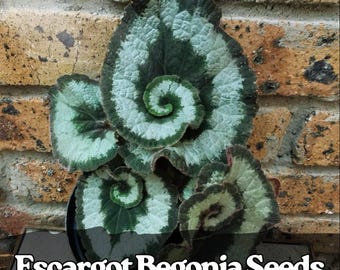 25 semi di Begonia Escargot: pianta esotica rara con foglia a spirale