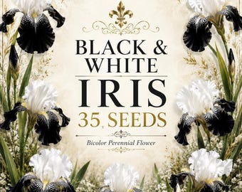 Black White Iris Seeds, Bicolor Perennial Flower, Elegant Cottage Garden Display
