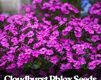 100 semi di Phlox Cloudburst, semi di fiori perenni rosa-lavanda vibranti per piantagioni in giardino e aiuole